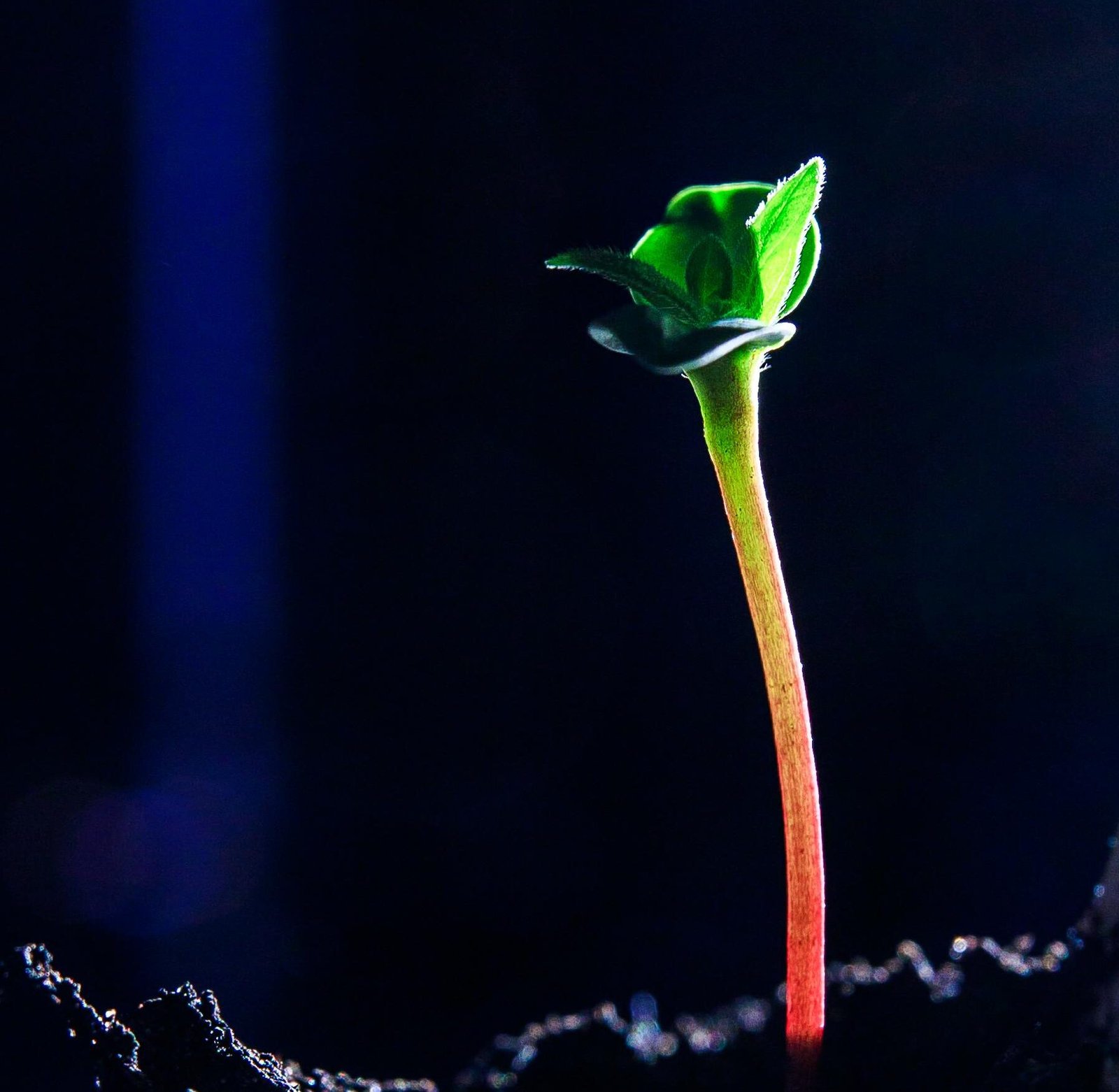 Growth is a Silent Thriller