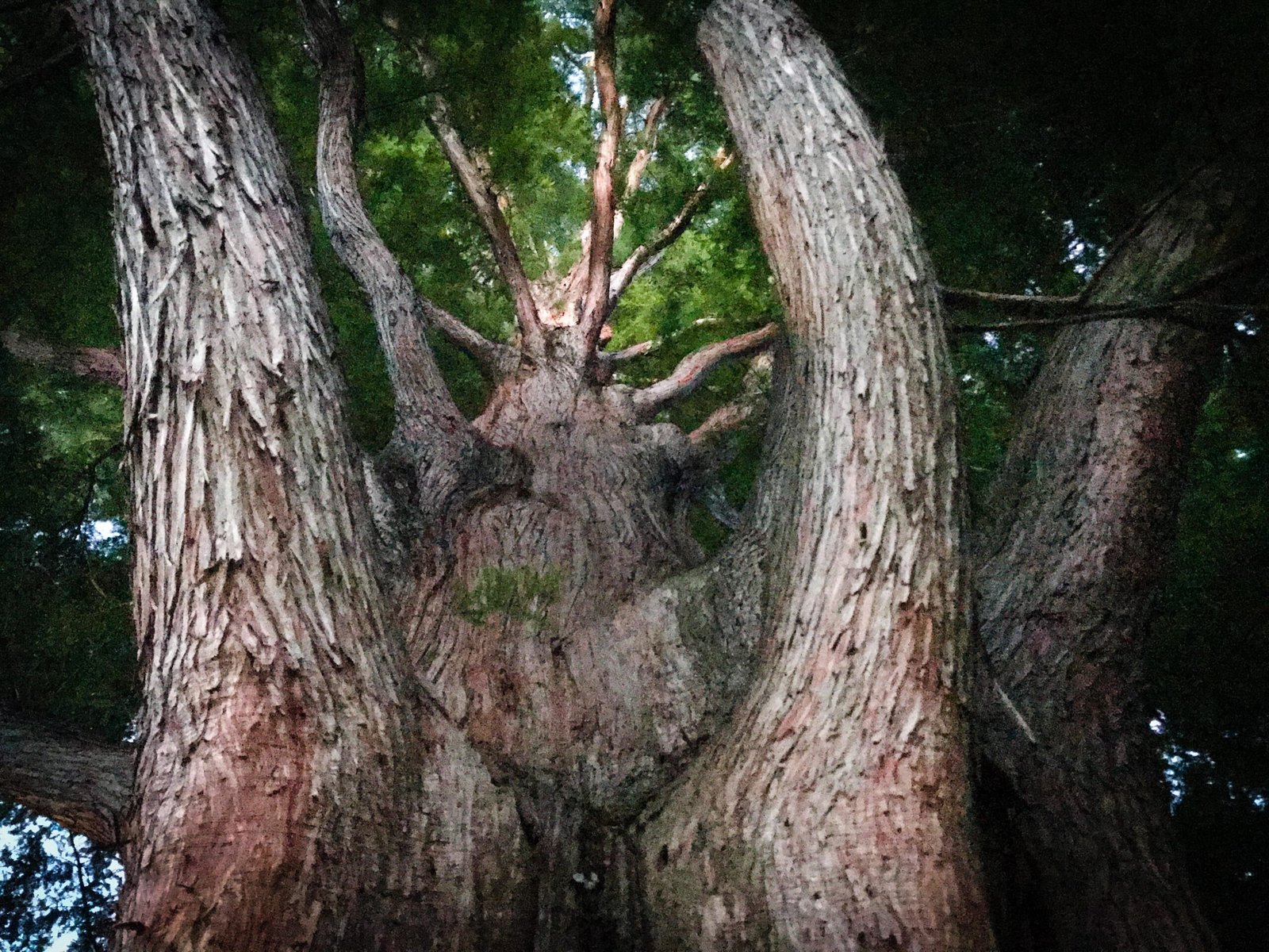 Tree.